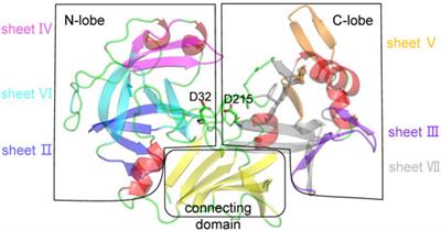 Rational Design of Pepsin for Enhanced Thermostability via Exploiting the Guide of Structural Weakness on Stability